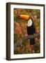 Toco Toucan-Joe McDonald-Framed Photographic Print