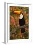 Toco Toucan-Joe McDonald-Framed Photographic Print