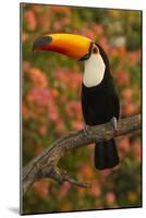 Toco Toucan-Joe McDonald-Mounted Photographic Print