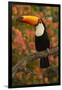 Toco Toucan-Joe McDonald-Framed Photographic Print