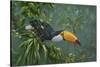 Toco Toucan-Michael Jackson-Stretched Canvas