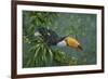 Toco Toucan-Michael Jackson-Framed Giclee Print