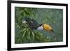 Toco Toucan-Michael Jackson-Framed Giclee Print