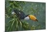 Toco Toucan-Michael Jackson-Mounted Giclee Print