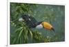 Toco Toucan-Michael Jackson-Framed Giclee Print