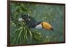 Toco Toucan-Michael Jackson-Framed Giclee Print