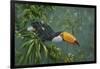 Toco Toucan-Michael Jackson-Framed Giclee Print