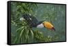 Toco Toucan-Michael Jackson-Framed Stretched Canvas