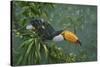 Toco Toucan-Michael Jackson-Stretched Canvas
