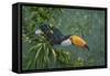 Toco Toucan-Michael Jackson-Framed Stretched Canvas