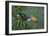 Toco Toucan-Michael Jackson-Framed Giclee Print