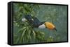 Toco Toucan-Michael Jackson-Framed Stretched Canvas