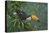 Toco Toucan-Michael Jackson-Stretched Canvas