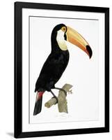 Toco-Jacques Barraband-Framed Giclee Print