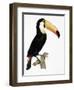 Toco-Jacques Barraband-Framed Premium Giclee Print