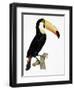 Toco-Jacques Barraband-Framed Premium Giclee Print