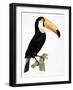 Toco-Jacques Barraband-Framed Giclee Print