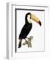 Toco-Jacques Barraband-Framed Giclee Print