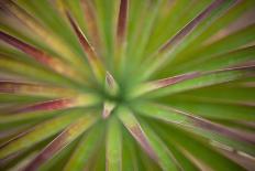 California Monocot-Todd France-Laminated Photographic Print