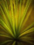 Arizona Monocot-Todd France-Framed Photographic Print