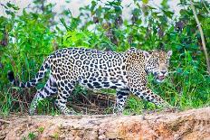 Jaguar (Panthera onca) walking on riverbank, Porto Jofre, Pantanal, Brazil-Todd Gustafson-Stretched Canvas