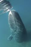 Bowhead Whale (Balaena Mysticetus) Rubbing Off Flaking Skin On The Ocean Bottom-Todd Mintz-Framed Photographic Print