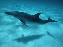 Atlantic Spotted Dolphin and Shadow on Seabed, Bahamas-Todd Pusser-Framed Stretched Canvas
