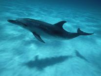 Leaping Clymene Dolphins, Gulf of Mexico, Atlantic Ocean-Todd Pusser-Framed Photographic Print