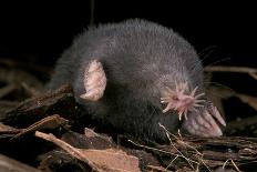 Star Nosed Mole (Condylura Cristata) Crawling Through Leaf Litter, North Carolina, USA-Todd Pusser-Photographic Print