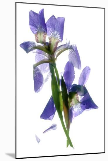 Todd's Iris Dance-Julia McLemore-Mounted Photographic Print