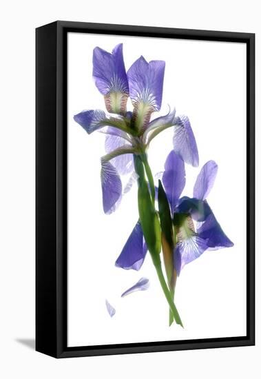 Todd's Iris Dance-Julia McLemore-Framed Stretched Canvas