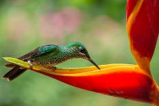 A Green-Crowned Brilliant Hummingbird Feeding-Todd Sowers Photography-Framed Stretched Canvas