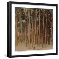 'Toddy palms 100 ft. tall, Pagan, Burma', 1907-Elmer Underwood-Framed Premium Photographic Print