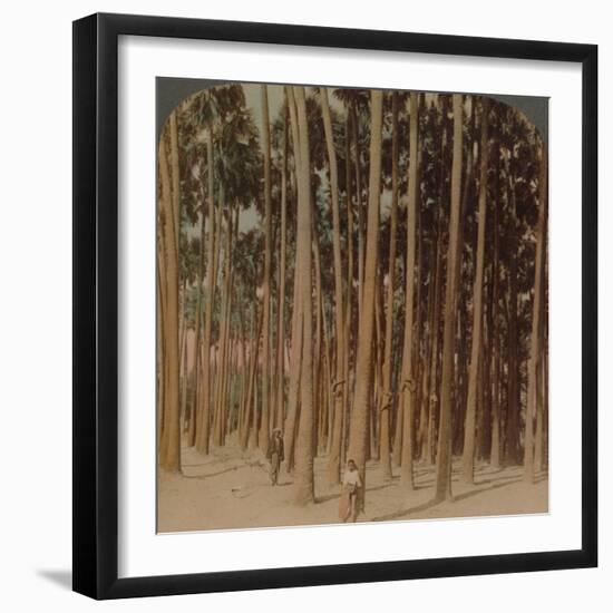 'Toddy palms 100 ft. tall, Pagan, Burma', 1907-Elmer Underwood-Framed Premium Photographic Print