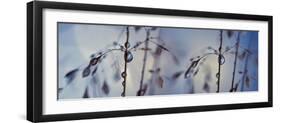 Togetherness-Heidi Westum-Framed Photographic Print