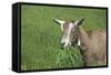 Toggenburg Dairy Goat(S) Doe in Spring Pasture, East Troy, Wisconsin, USA-Lynn M^ Stone-Framed Stretched Canvas