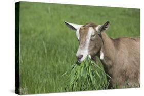 Toggenburg Dairy Goat(S) Doe in Spring Pasture, East Troy, Wisconsin, USA-Lynn M^ Stone-Stretched Canvas