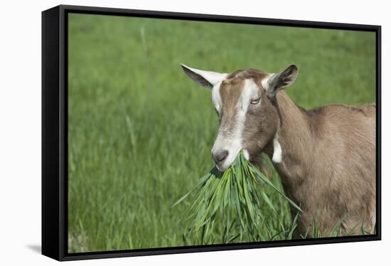 Toggenburg Dairy Goat(S) Doe in Spring Pasture, East Troy, Wisconsin, USA-Lynn M^ Stone-Framed Stretched Canvas