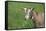 Toggenburg Dairy Goat(S) Doe in Spring Pasture, East Troy, Wisconsin, USA-Lynn M^ Stone-Framed Stretched Canvas