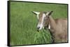 Toggenburg Dairy Goat(S) Doe in Spring Pasture, East Troy, Wisconsin, USA-Lynn M^ Stone-Framed Stretched Canvas