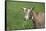 Toggenburg Dairy Goat(S) Doe in Spring Pasture, East Troy, Wisconsin, USA-Lynn M^ Stone-Framed Stretched Canvas