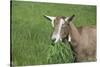 Toggenburg Dairy Goat(S) Doe in Spring Pasture, East Troy, Wisconsin, USA-Lynn M^ Stone-Stretched Canvas
