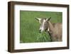 Toggenburg Dairy Goat(S) Doe in Spring Pasture, East Troy, Wisconsin, USA-Lynn M^ Stone-Framed Photographic Print