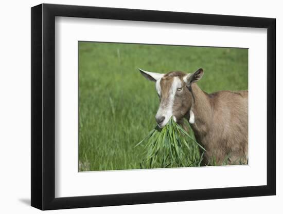 Toggenburg Dairy Goat(S) Doe in Spring Pasture, East Troy, Wisconsin, USA-Lynn M^ Stone-Framed Photographic Print