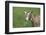 Toggenburg Dairy Goat(S) Doe in Spring Pasture, East Troy, Wisconsin, USA-Lynn M^ Stone-Framed Photographic Print