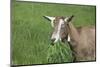 Toggenburg Dairy Goat(S) Doe in Spring Pasture, East Troy, Wisconsin, USA-Lynn M^ Stone-Mounted Photographic Print