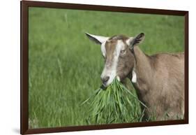 Toggenburg Dairy Goat(S) Doe in Spring Pasture, East Troy, Wisconsin, USA-Lynn M^ Stone-Framed Photographic Print