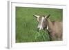 Toggenburg Dairy Goat(S) Doe in Spring Pasture, East Troy, Wisconsin, USA-Lynn M^ Stone-Framed Photographic Print