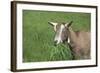 Toggenburg Dairy Goat(S) Doe in Spring Pasture, East Troy, Wisconsin, USA-Lynn M^ Stone-Framed Photographic Print