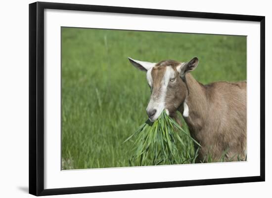 Toggenburg Dairy Goat(S) Doe in Spring Pasture, East Troy, Wisconsin, USA-Lynn M^ Stone-Framed Photographic Print